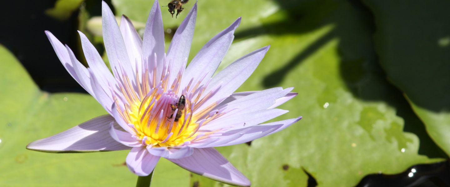 Et la nature s’éveille …