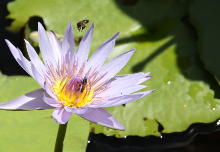 Et la nature s’éveille …